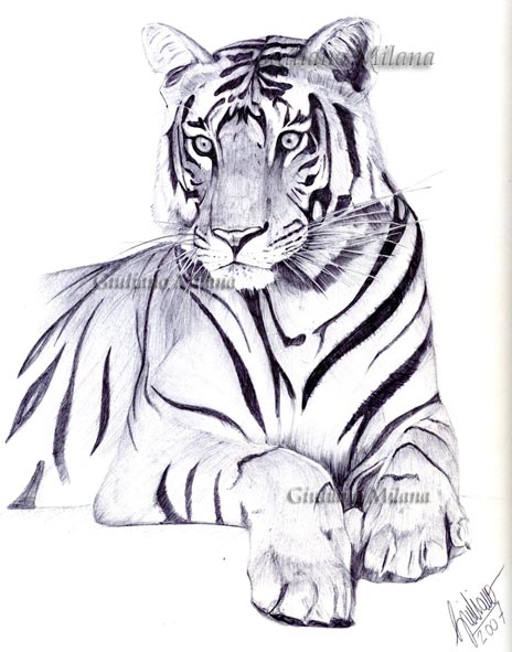 Tigre e altri disegnini.....